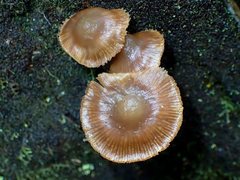 Galerina patagonica