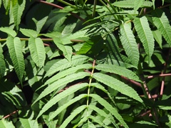 Rhus glabra