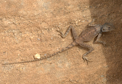 Pseudotrapelus sinaitus