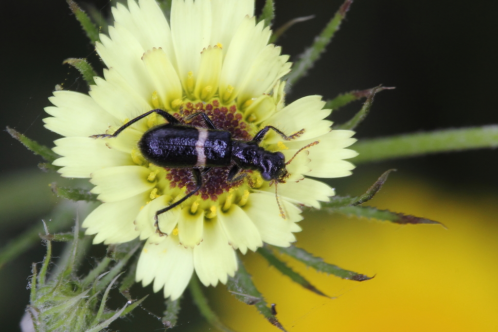 Eurymetopum longulum