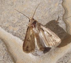 Agrotis spinifera