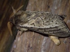 Oxycanus antipoda