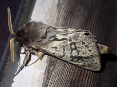 Oxycanus antipoda