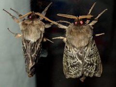Oxycanus antipoda