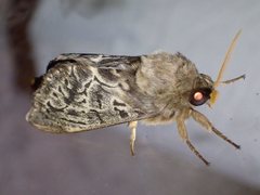 Oxycanus antipoda