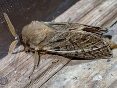 Oxycanus antipoda