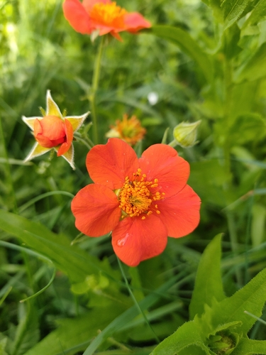 Geum coccineum