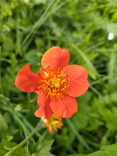 Geum coccineum