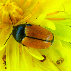 Cryptocephalus rugicollis