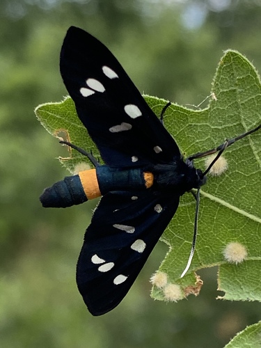 Nine-spotted Moth