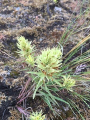 Castilleja thompsonii
