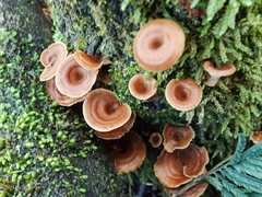 Lentinellus tasmanicus