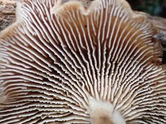 Lentinellus tasmanicus