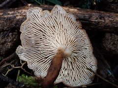 Lentinellus tasmanicus