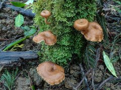 Lentinellus tasmanicus