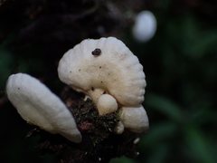 Marasmiellus affixus