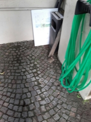 Sylvilagus floridanus