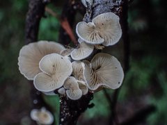 Marasmiellus affixus