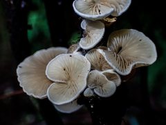 Marasmiellus affixus