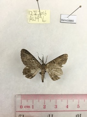 Hypomecis transcissa