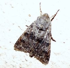 Polymixis rufocincta kretania