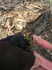 Camissoniopsis confusa