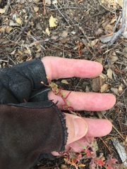 Camissoniopsis confusa