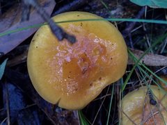 Cortinarius sinapicolor