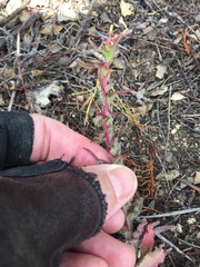 Camissoniopsis confusa