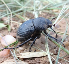 Phyllophaga cribrosa