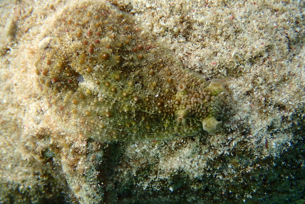Dolabrifera ascifera