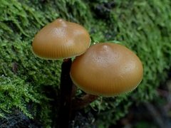 Galerina patagonica