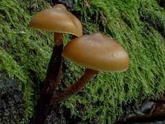 Galerina patagonica