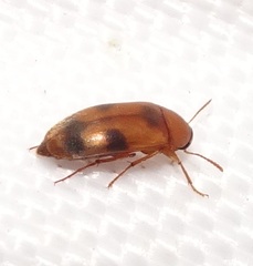 Diclidia