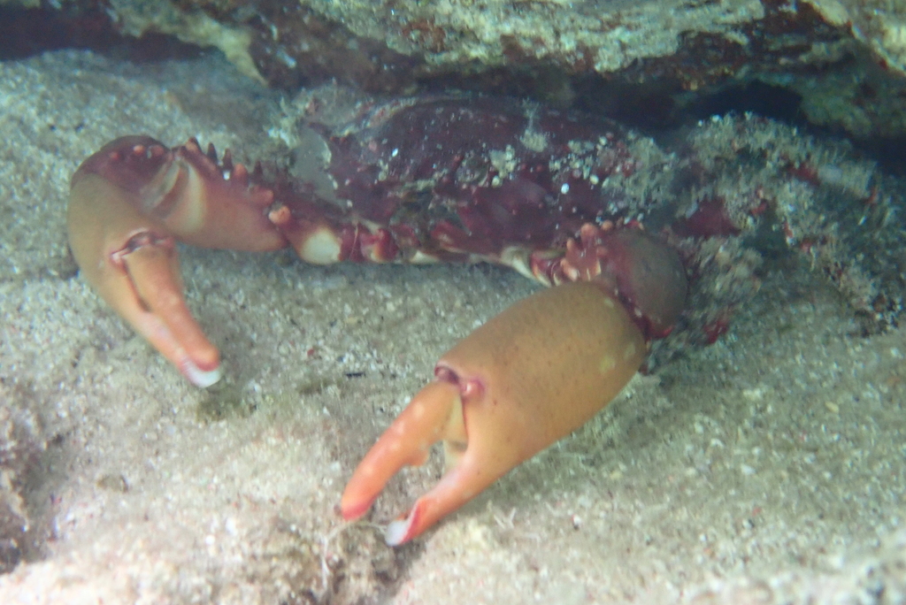 Hairy Clinging Crab