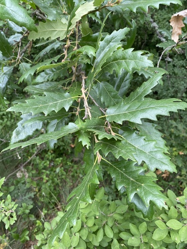 Turkey Oak