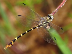 Phyllogomphoides stigmatus