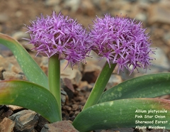 Allium platycaule