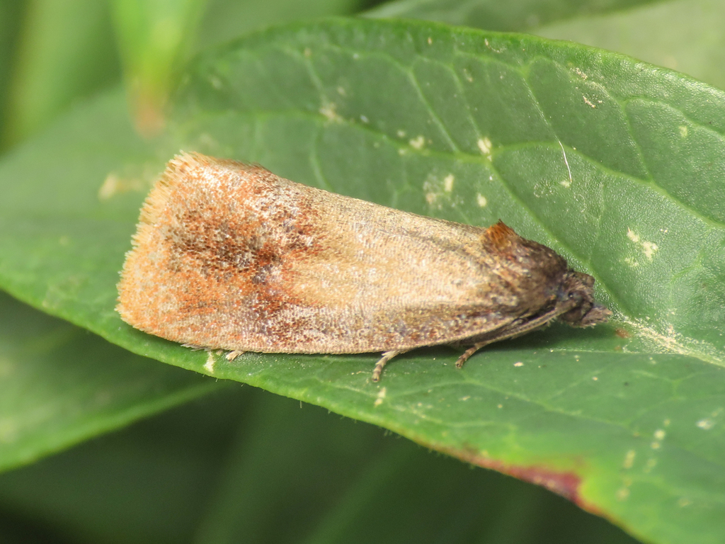 Pelatea klugiana