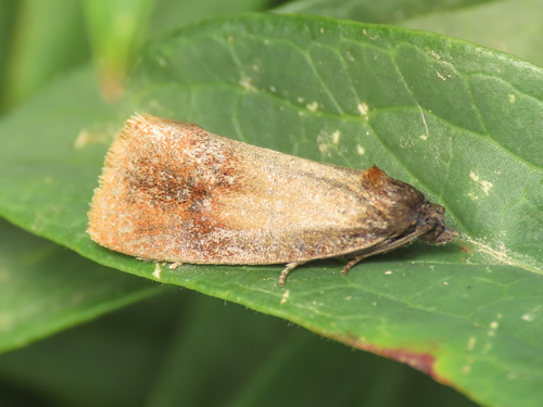 Pelatea klugiana