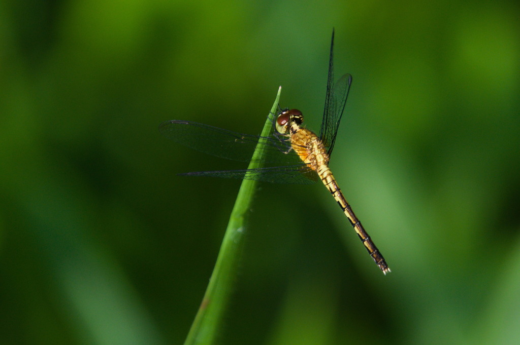 Erythrodiplax tenuis
