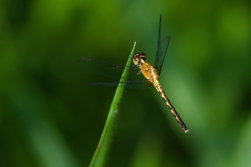 Erythrodiplax tenuis