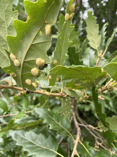 Dryomyia circinans