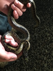 Lampropeltis splendida