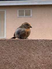 Haemorhous mexicanus