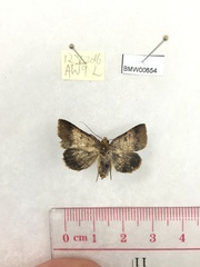 Blasticorhinus rivulosa