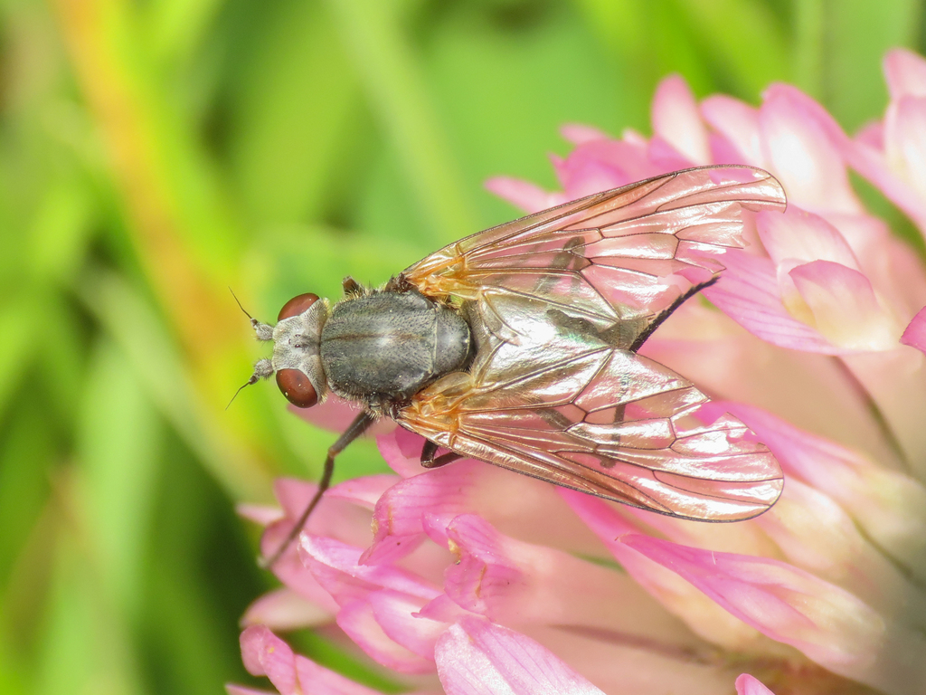 Moorland Snipefly