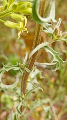 Erysimum crepidifolium