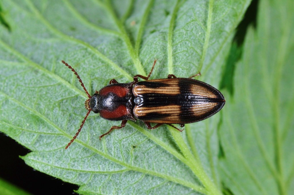 Selatosomus cruciatus