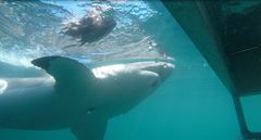 Carcharodon carcharias